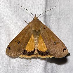 Noctuoidea - Alchetron, The Free Social Encyclopedia