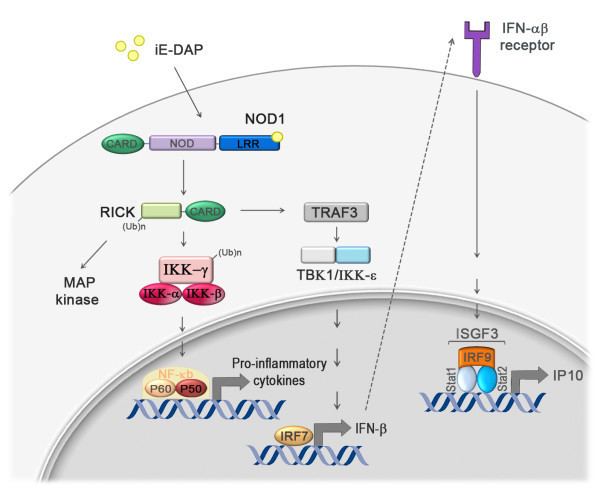 NOD1 Schematic of NOD1 signaling pathways NOD1 activation by its