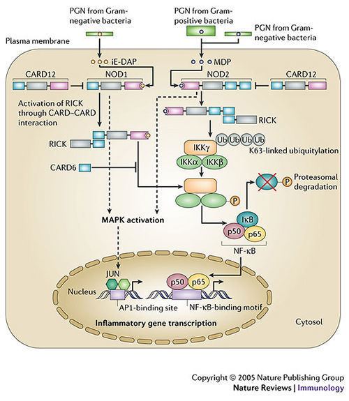 NOD1 Figure 2 Signalling pathways and molecular interactions of NOD1