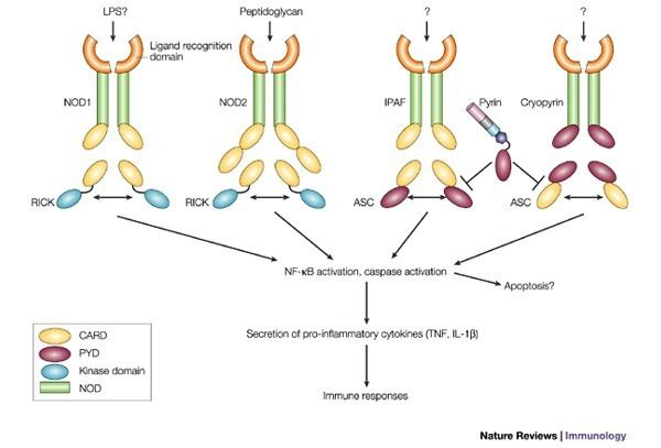NOD1 Signalling pathways mediated by NOD1 NOD2 IPAF and Figure 2 of 4