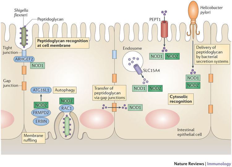 NOD1 NOD1 and NOD2 localization during infection and ligand recognition