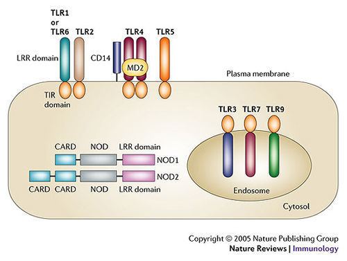 NOD1 Figure 1 Signalling pathways and molecular interactions of NOD1