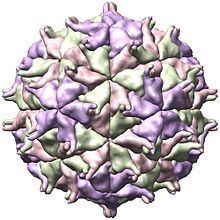Nodamura virus httpsuploadwikimediaorgwikipediacommonsthu