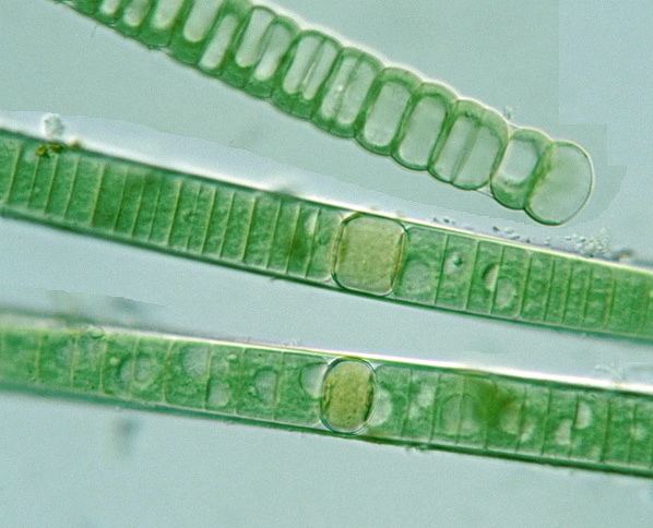 Nodularia Prokaryote Nostocales Nodularia