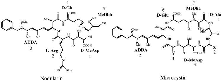 Nodularin Characterization of the Nodularin Synthetase Gene Cluster and