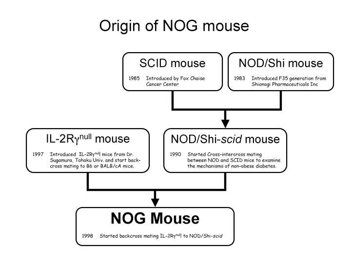 NOG mouse