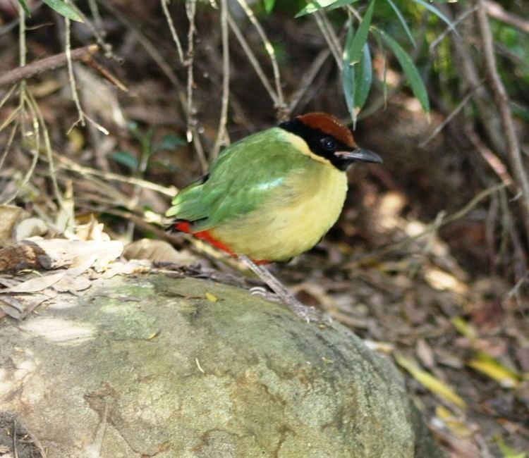 Noisy pitta Spotted Noisy Pitta in an Urban Haven Before it39s gone