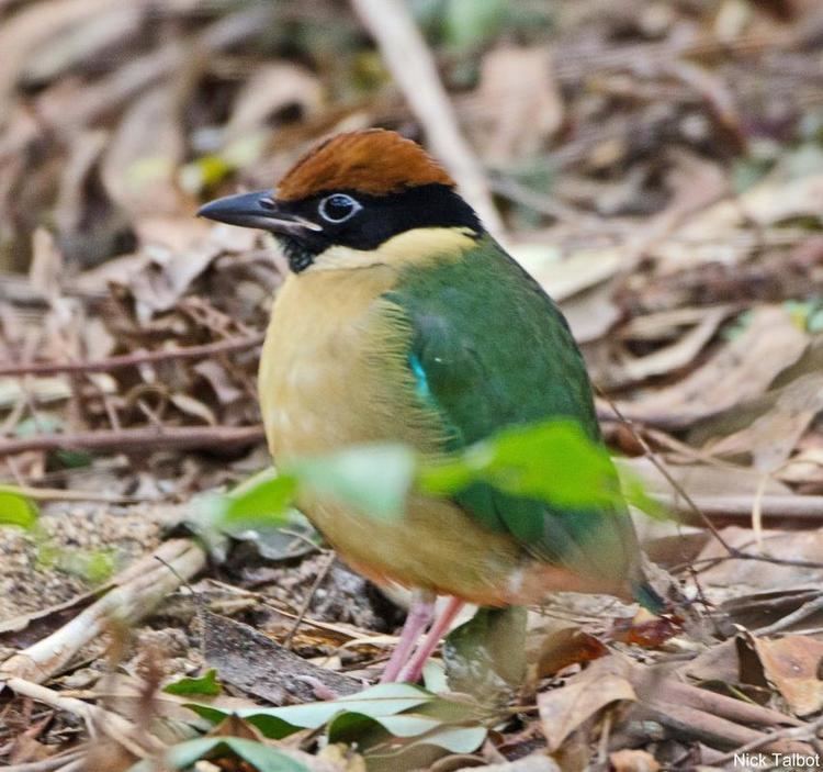 Noisy pitta Noisy Pitta Pitta versicolor videos photos and sound recordings