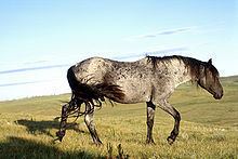 Nokota horse httpsuploadwikimediaorgwikipediacommonsthu