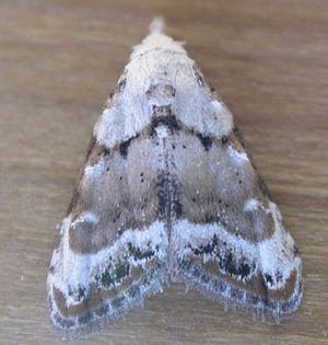 Nola (moth) httpsuploadwikimediaorgwikipediacommonsthu
