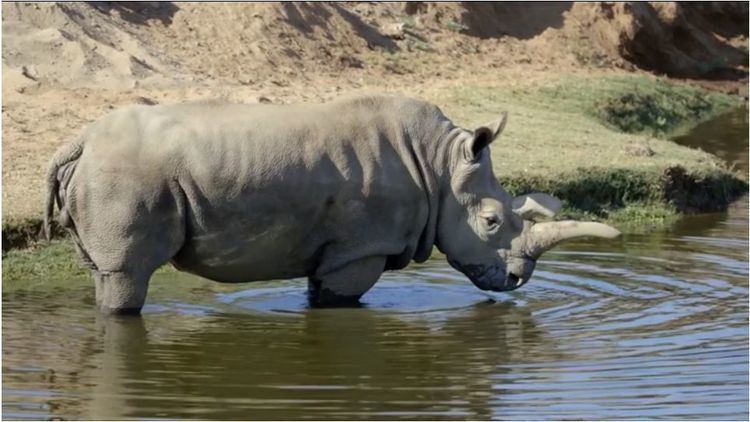 Nola (rhinoceros) Nola one of four northern white rhinos remaining dies at Safar