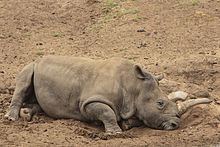Nola (rhinoceros) Nola rhinoceros Wikipedia