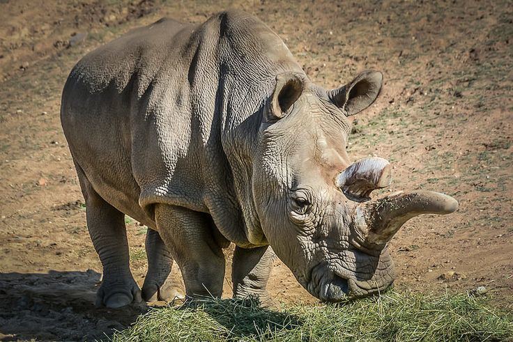 Nola (rhinoceros) Nearly Extinct Nola is one of 7 Northern white rhinos left in the