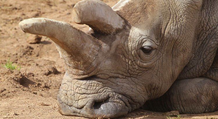 Nola (rhinoceros) News update Nola Northern White Rhino Rhinoprotect
