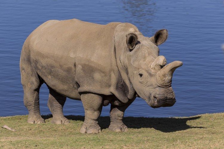 Nola (rhinoceros) one of the last four northern white rhinos in the world dies at San