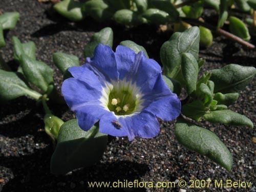 Nolana Description and images of Nolana paradoxa a native Chilean plant