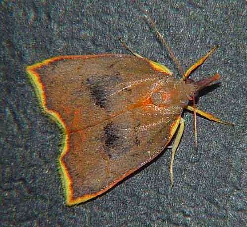 Nolidae Nolidae