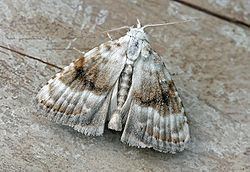 Nolidae List of moths of Great Britain Nolidae Wikipedia