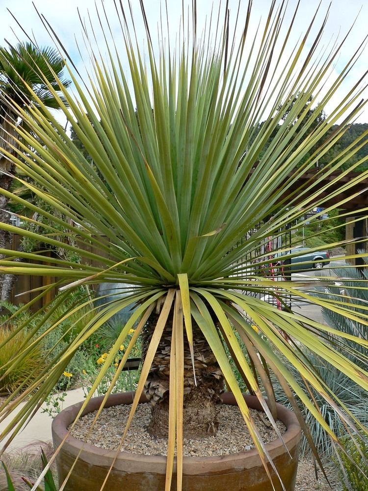 Nolina Nolina nelsonii Nolina nelsoni Nelson39s Blue Bear Grass plant lust