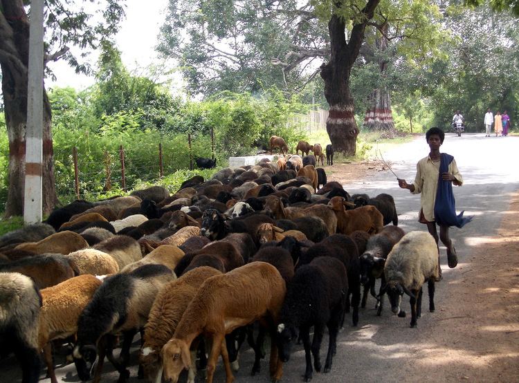 Nomadic pastoralism