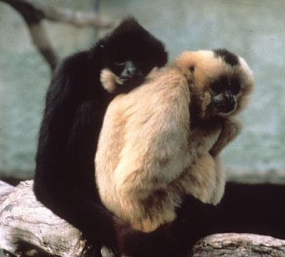 Nomascus Primate Factsheets Crested gibbon Nomascus