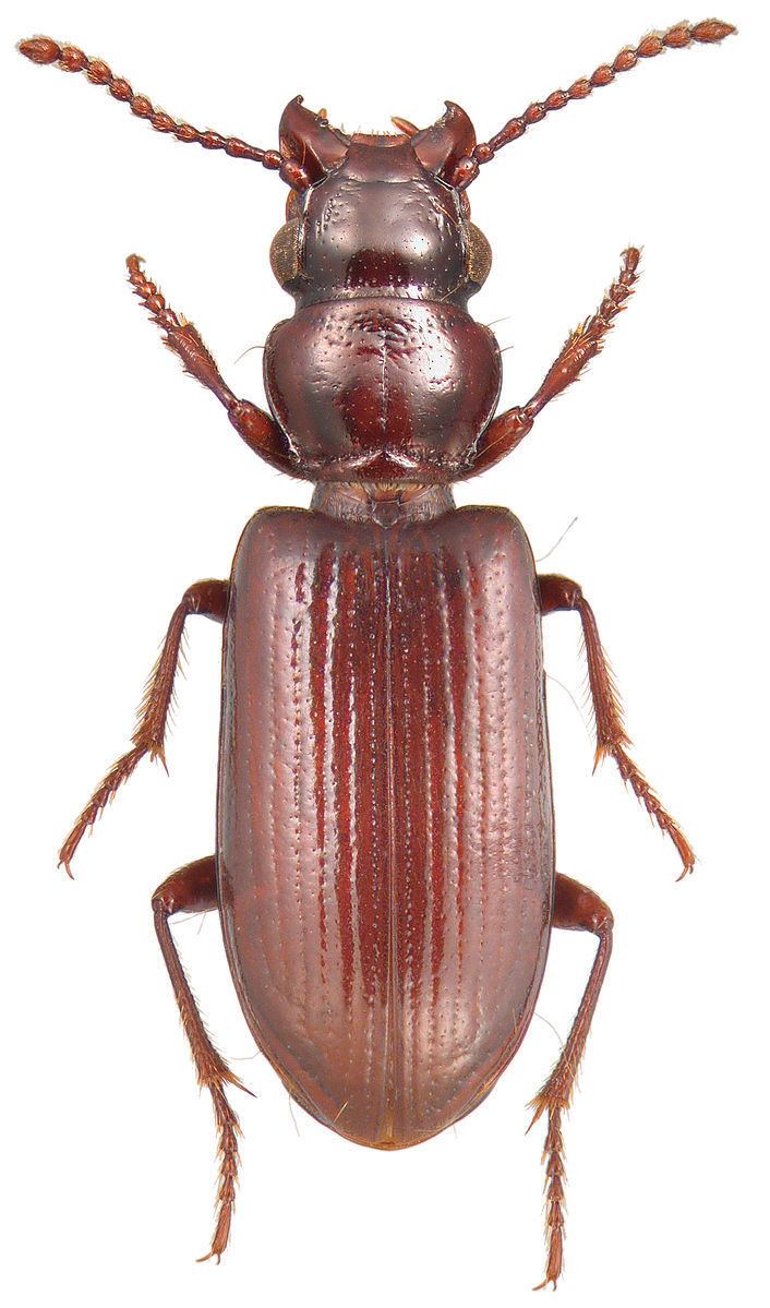 Nomius (beetle)