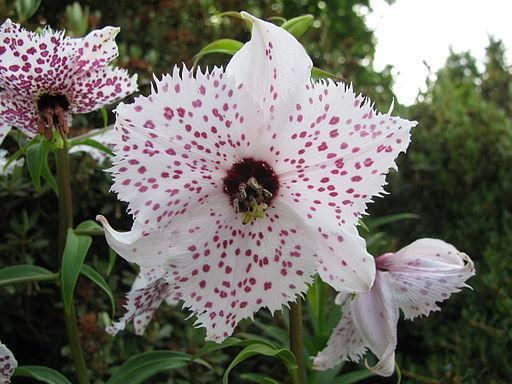 Nomocharis Nomocharis pardanthina Seeds 345 from Chiltern Seeds Chiltern