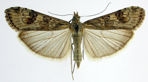 Nomophila Nomophila noctuella Insecta Lepidoptera Pyralidae