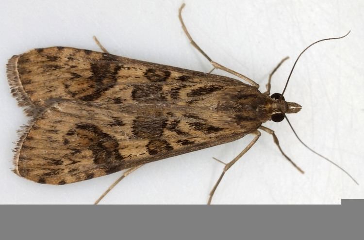 Nomophila noctuella 052 Nomophila noctuella Rush Veneer British Lepidoptera