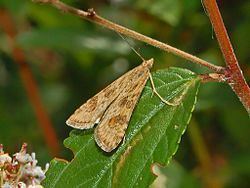 Nomophila noctuella httpsuploadwikimediaorgwikipediacommonsthu