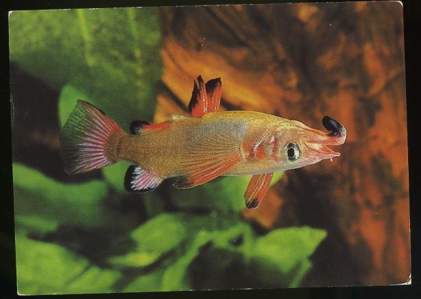 Nomorhamphus Playle39s Yellow toned fish with red finsNomorhamphus celebensis