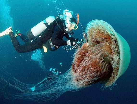 Nomura's jellyfish Giant Jellyfish EARTH 103 Earth in the Future
