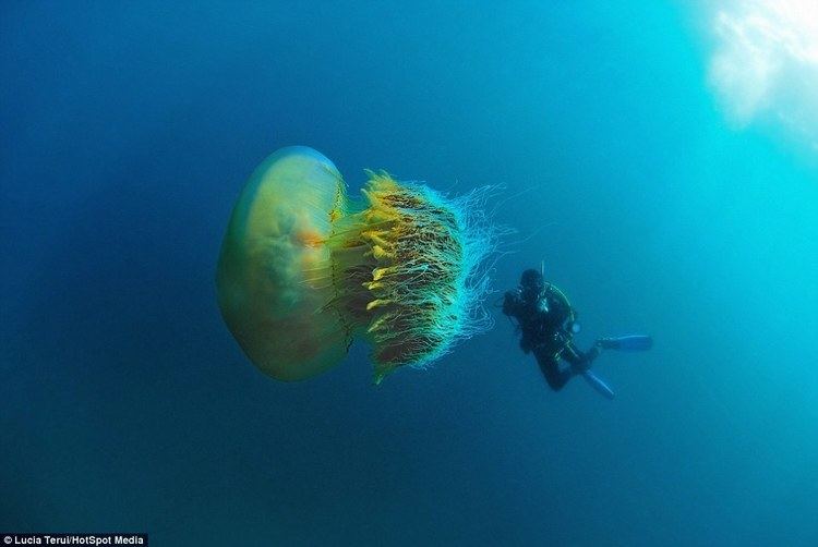 Nomura's jellyfish Deepsea divers dwarfed by alienlike jellyfish off coast of Japan