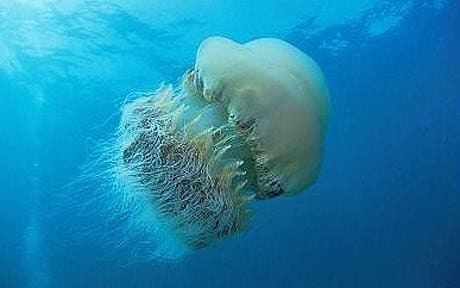 Nomura's jellyfish Japan hit by invasion of giant Nomura39s jellyfish Telegraph
