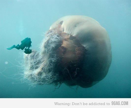 Nomura's jellyfish httpstherottengeniusfileswordpresscom20120