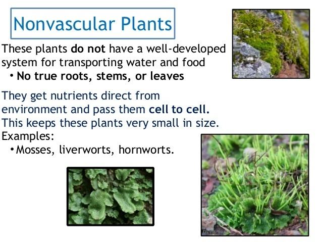 Non Vascular Plant Alchetron The Free Social Encyclopedia