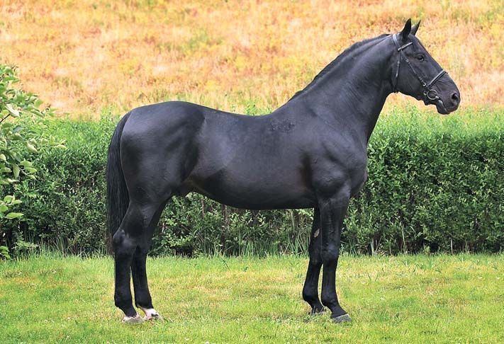 Nonius horse Nonius stallion Nonius XXIII7 Horses Pinterest Horses and