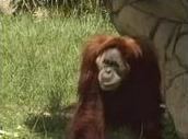 Nonja (Malaysian orangutan)