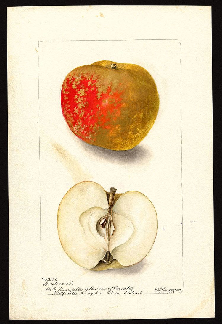 Nonpareil (apple)