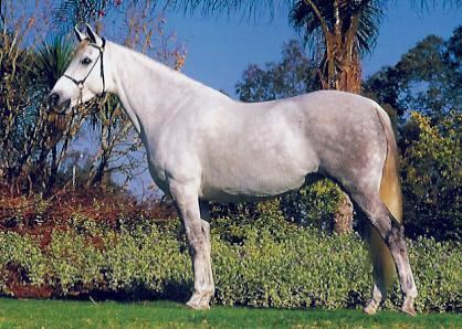Nooitgedachter Nooitgedachter Horse Info Origin History Pictures Horse Breeds