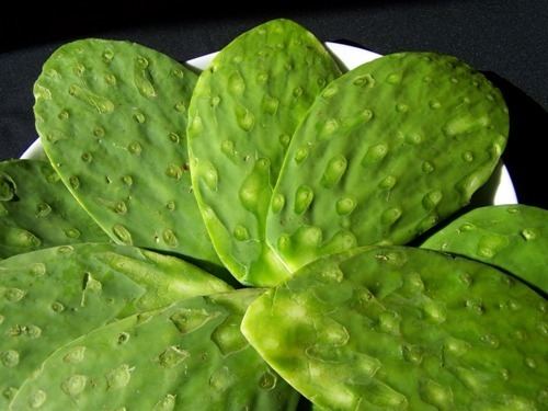 Nopal Nopal cactus Recipes for diabetes obesity and skin problems