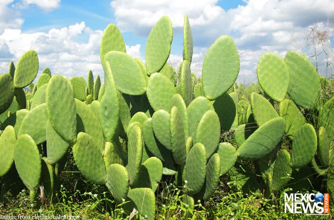 Nopal Mexico turning to nopales to produce energy Mexico News Network