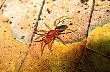 Nops (spider) httpsuploadwikimediaorgwikipediacommonsthu