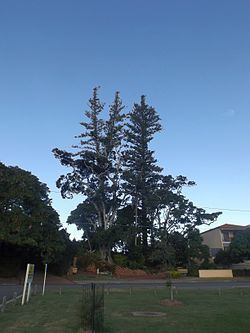 Norfolk Island Pine Trees, Cleveland httpsuploadwikimediaorgwikipediacommonsthu