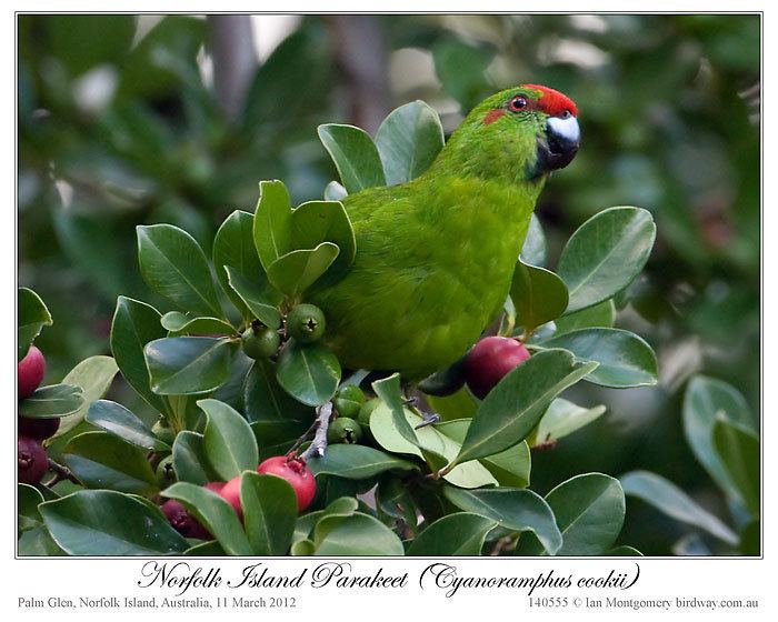 Norfolk parakeet Norfolk Parakeet Cyanoramphus cookii Parakeets Pinterest