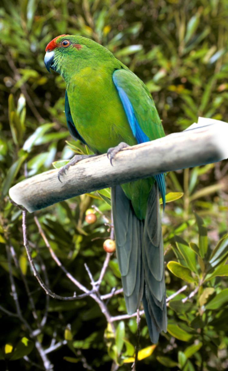 Norfolk parakeet Green shoots of hope James Dryburgh