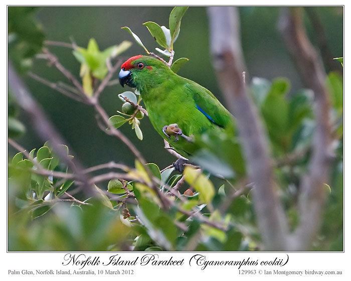 Norfolk parakeet Ian39s Bird of the Week Norfolk Island Parakeet Lee39s