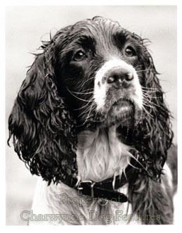 Norfolk Spaniel Archive