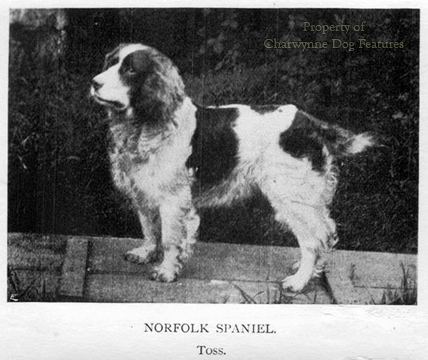 Norfolk Spaniel Archive