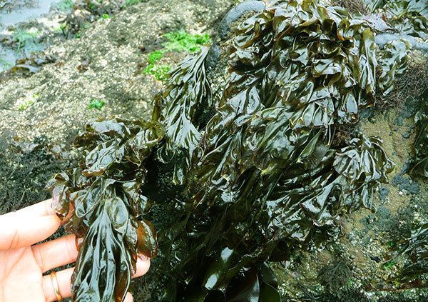 Nori Nori Seaweed An Ocean Fortified Dietary Supplement